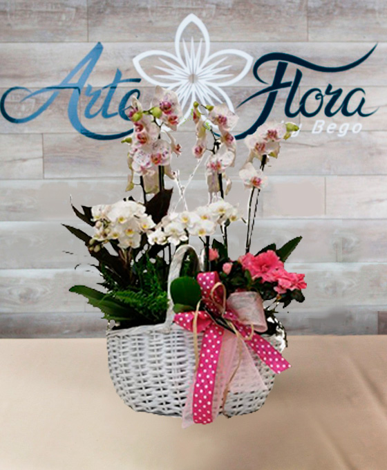 Regalar Cesta de Plantas en Gijón